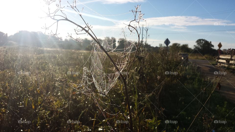 Spider Web in the sun. spotted during an early run on the trail
