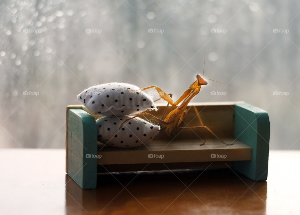 tired mantis on the toy bed with toy pillows