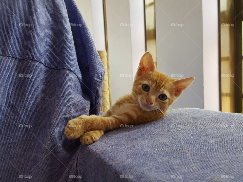 cute orange kitten sitting on the blue couch