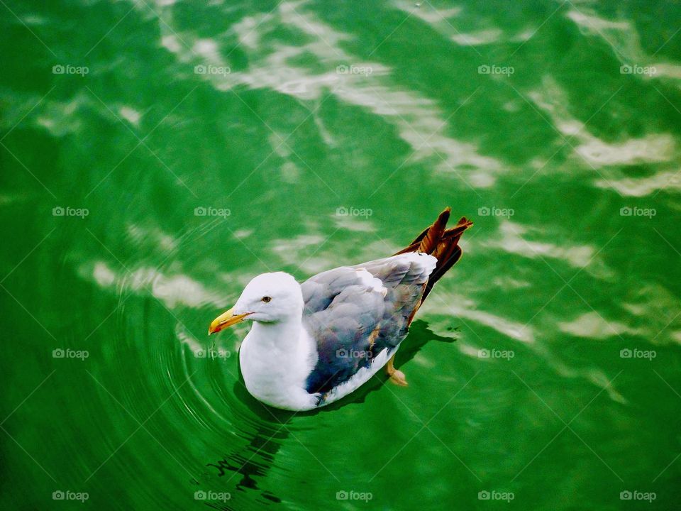 Seagull swimming in the green sea