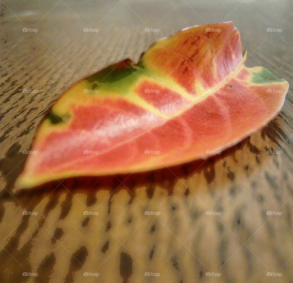 multidimensional leaf