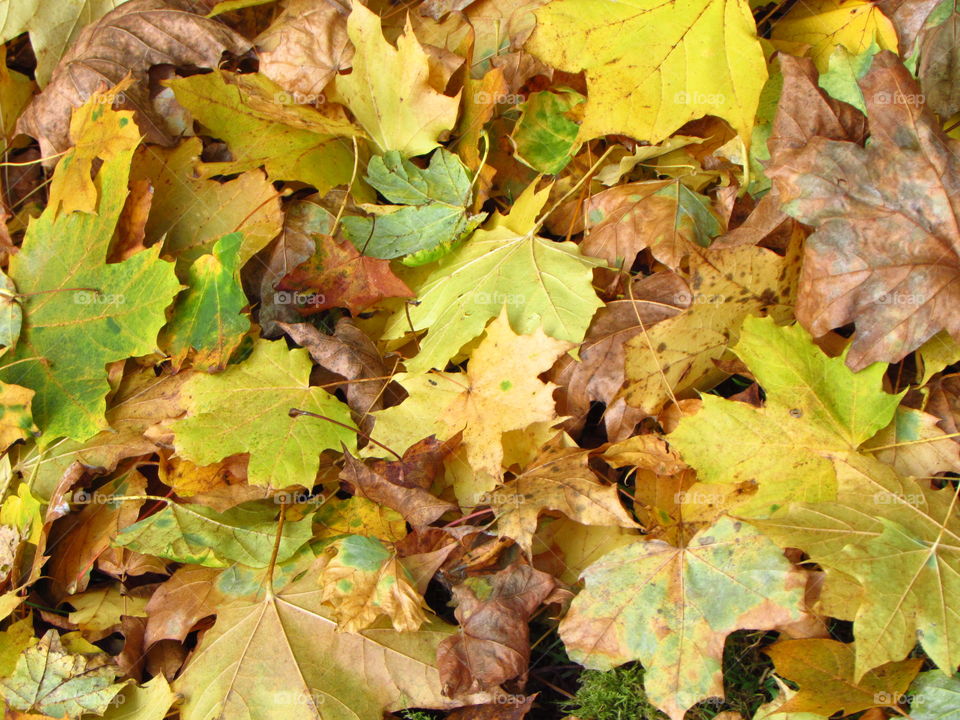 fallen maple leaves blanket the ground