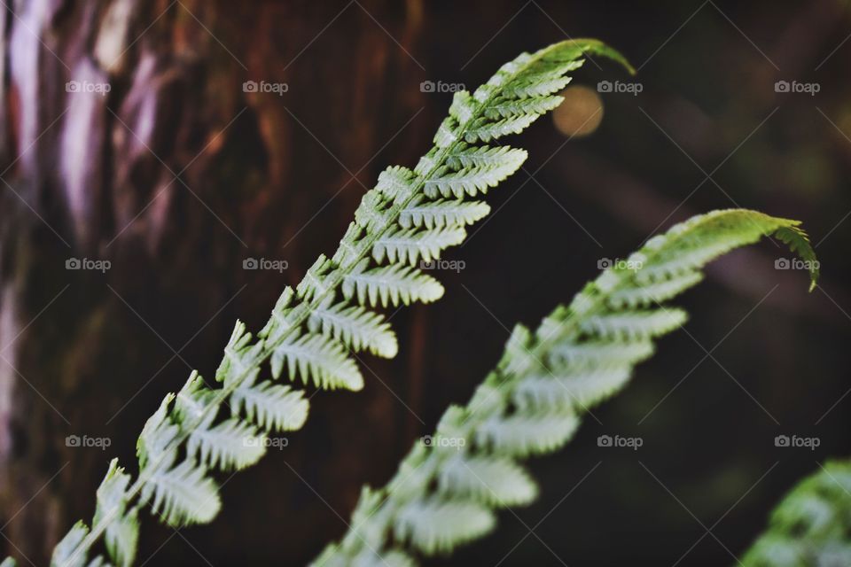 Fern Leaves 