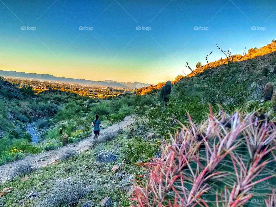cactus Mountain Trail