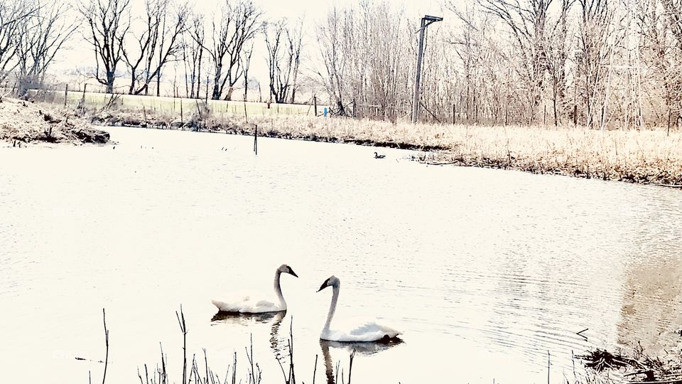 Serene scene with two gorgeous white swans swimming towards each other in pond.   😜