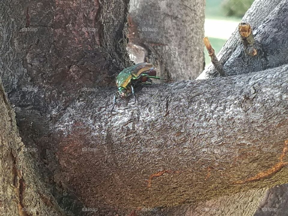 beetle in a tree