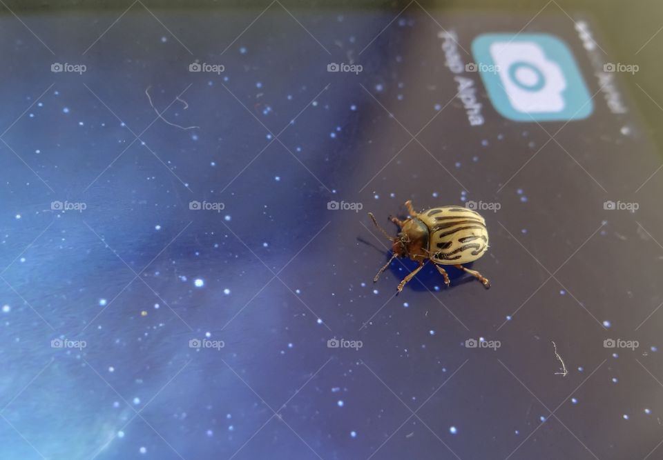 Mobile app alpha bugs