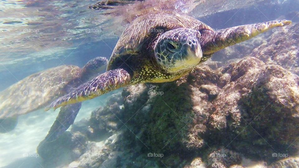 Sea Turtles underwater