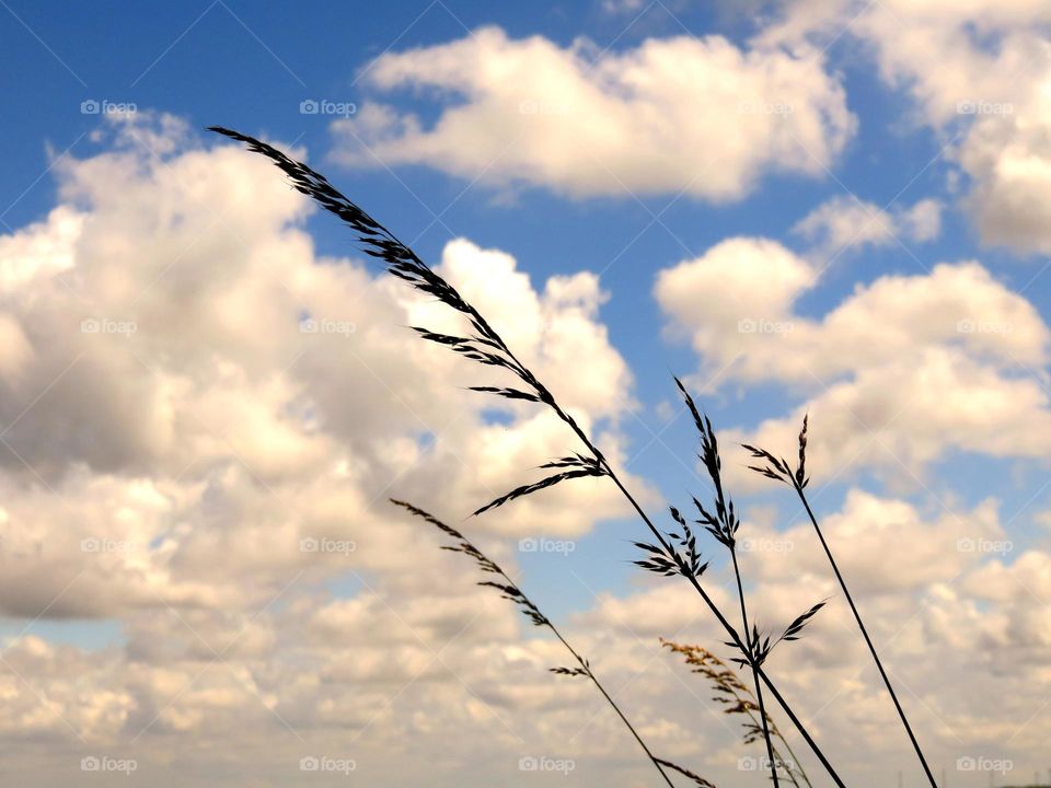 grass in sky