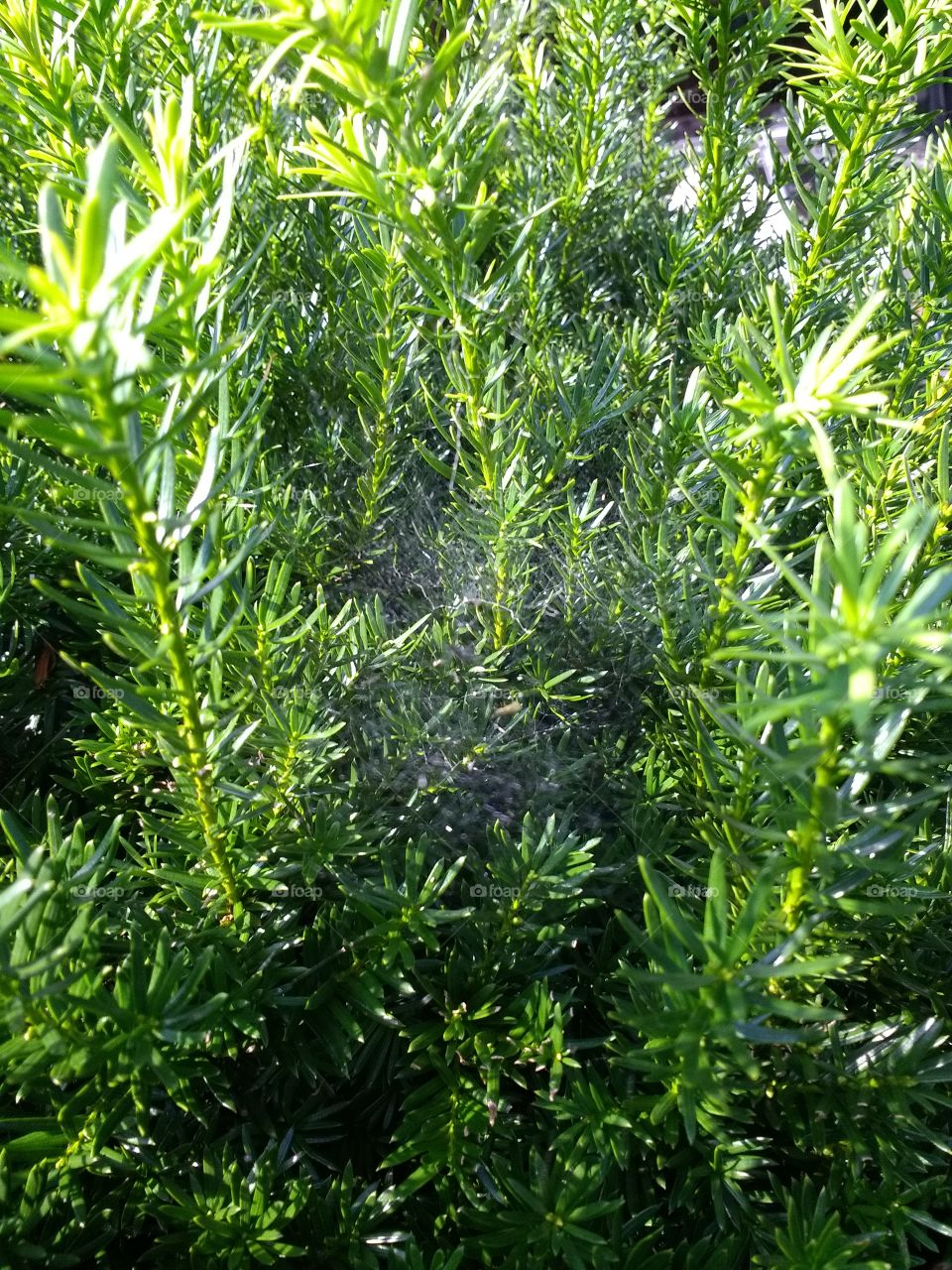 a branch full of webs