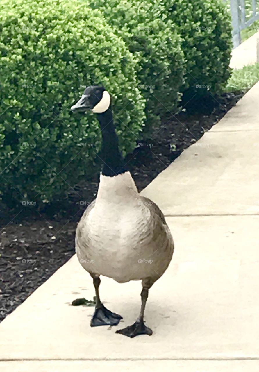 Goose Walking