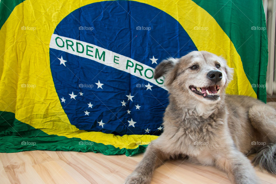 Brazilian fag and dog