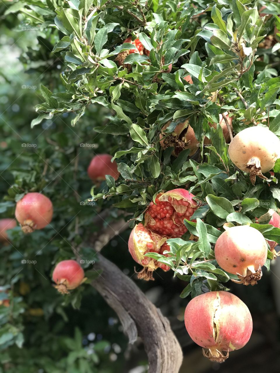 Pomegranate,also known as Anar,is a persian fruit 