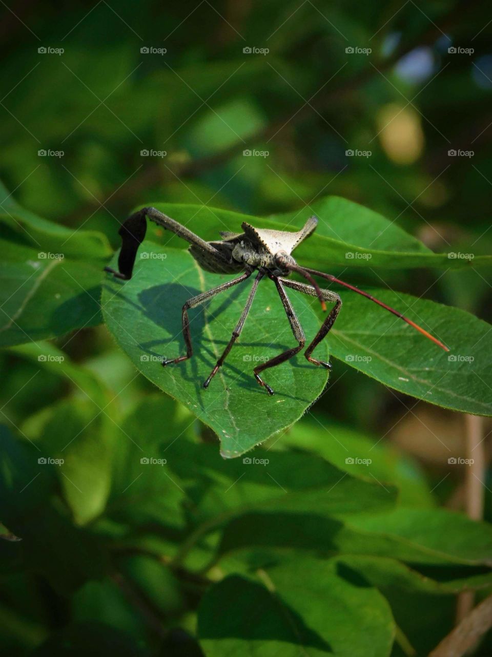 leaffooted bug on a leaf