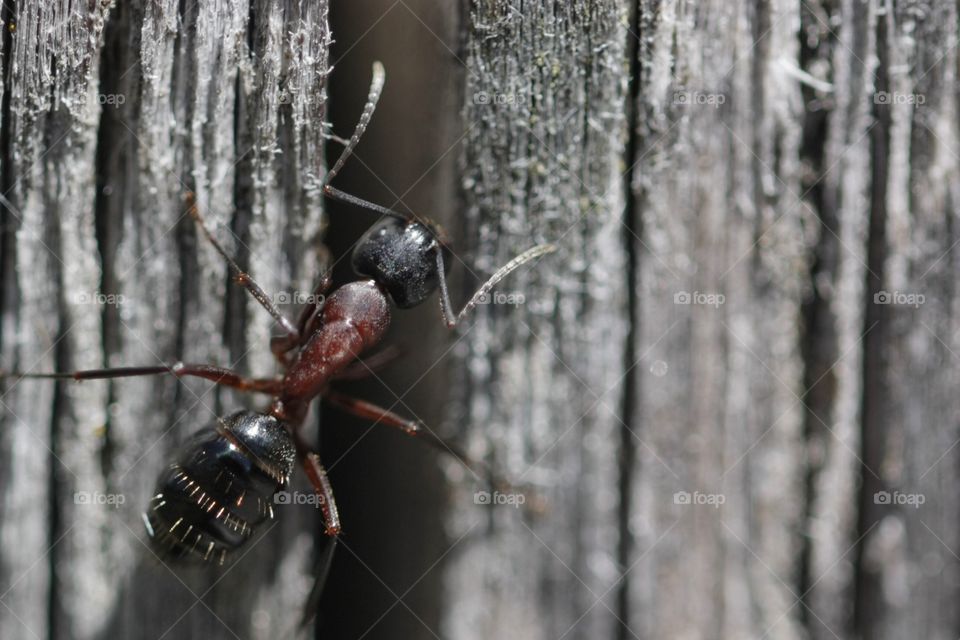 Close-up of large ant