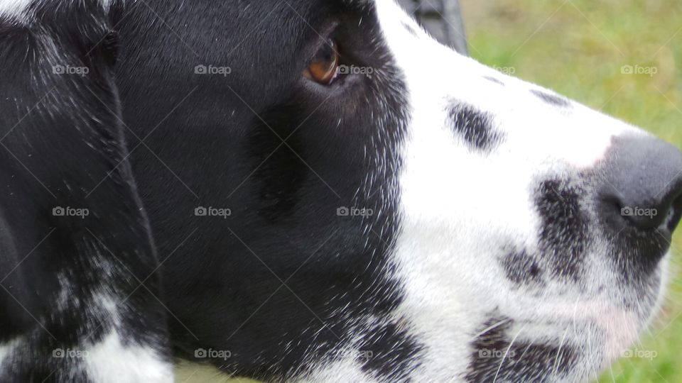 closeup macro head , face study of black spotted Dalmatian Dog with brown eyes and face patch
