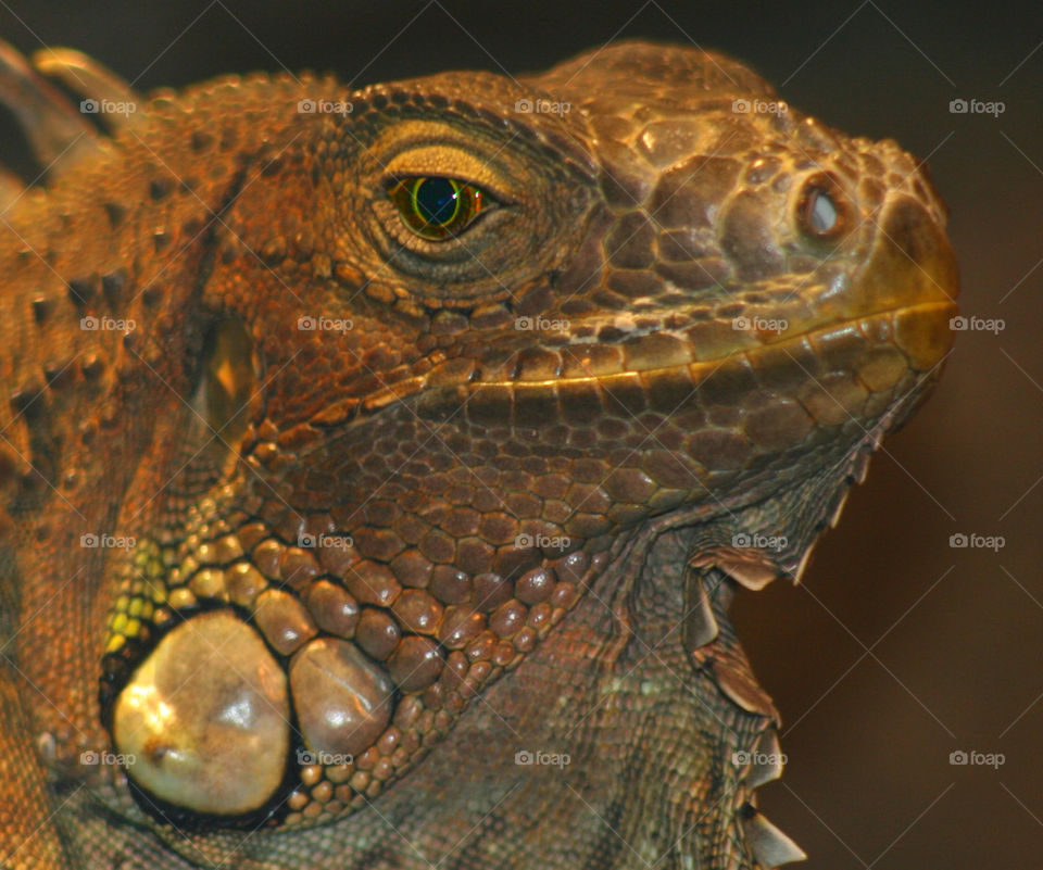 eye head lizard reptile by kshapley