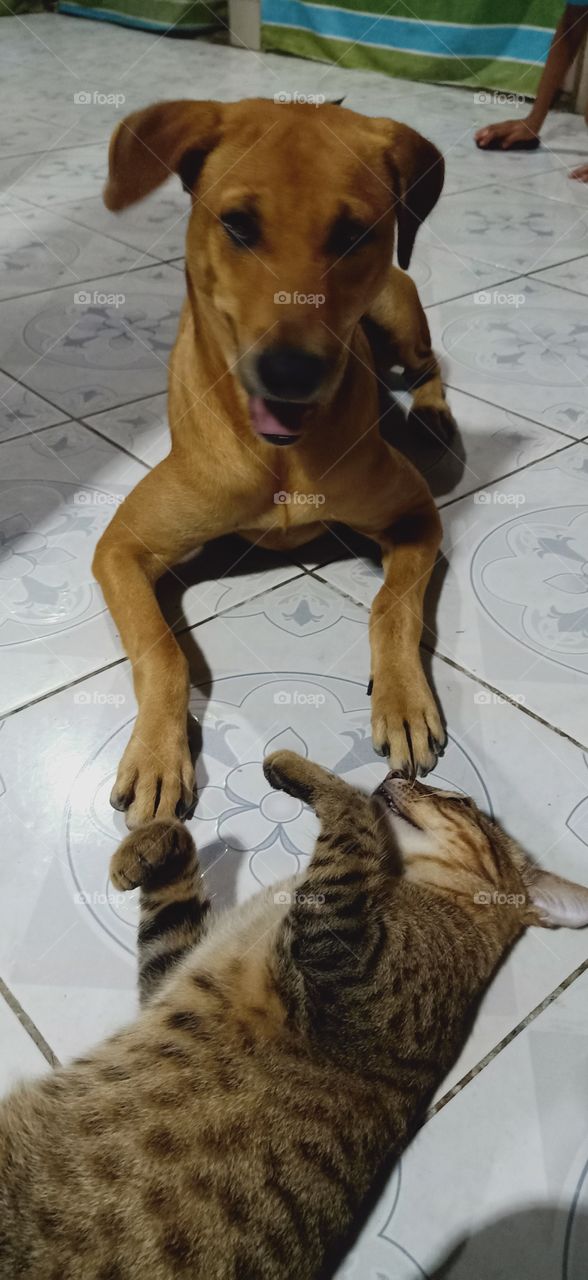 playing dog and cat