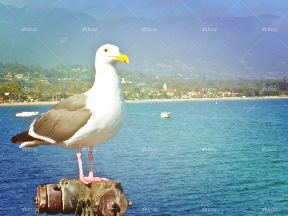 seagull