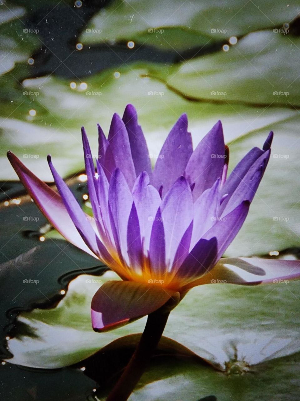 water lily
