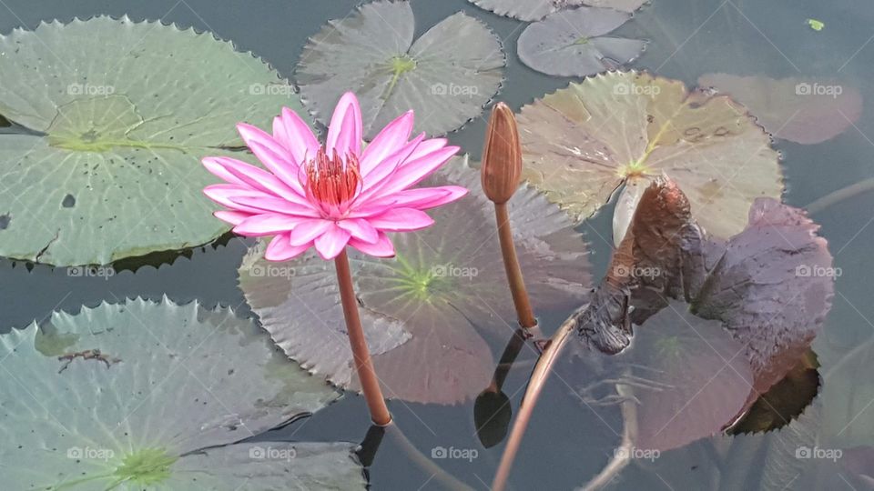 water lily