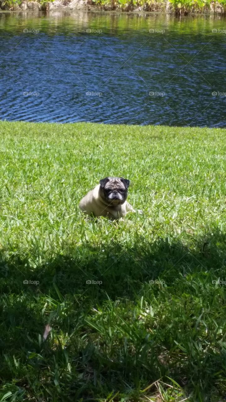 It's a Pugs life. This is my 8 year old female pug Bella, I caught her sunning herself by the lake.
