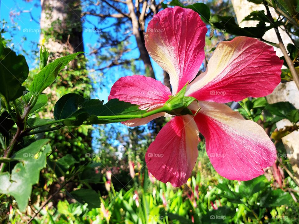 Hibiscus in bloom, growing wild with the trees at a tourist park.
