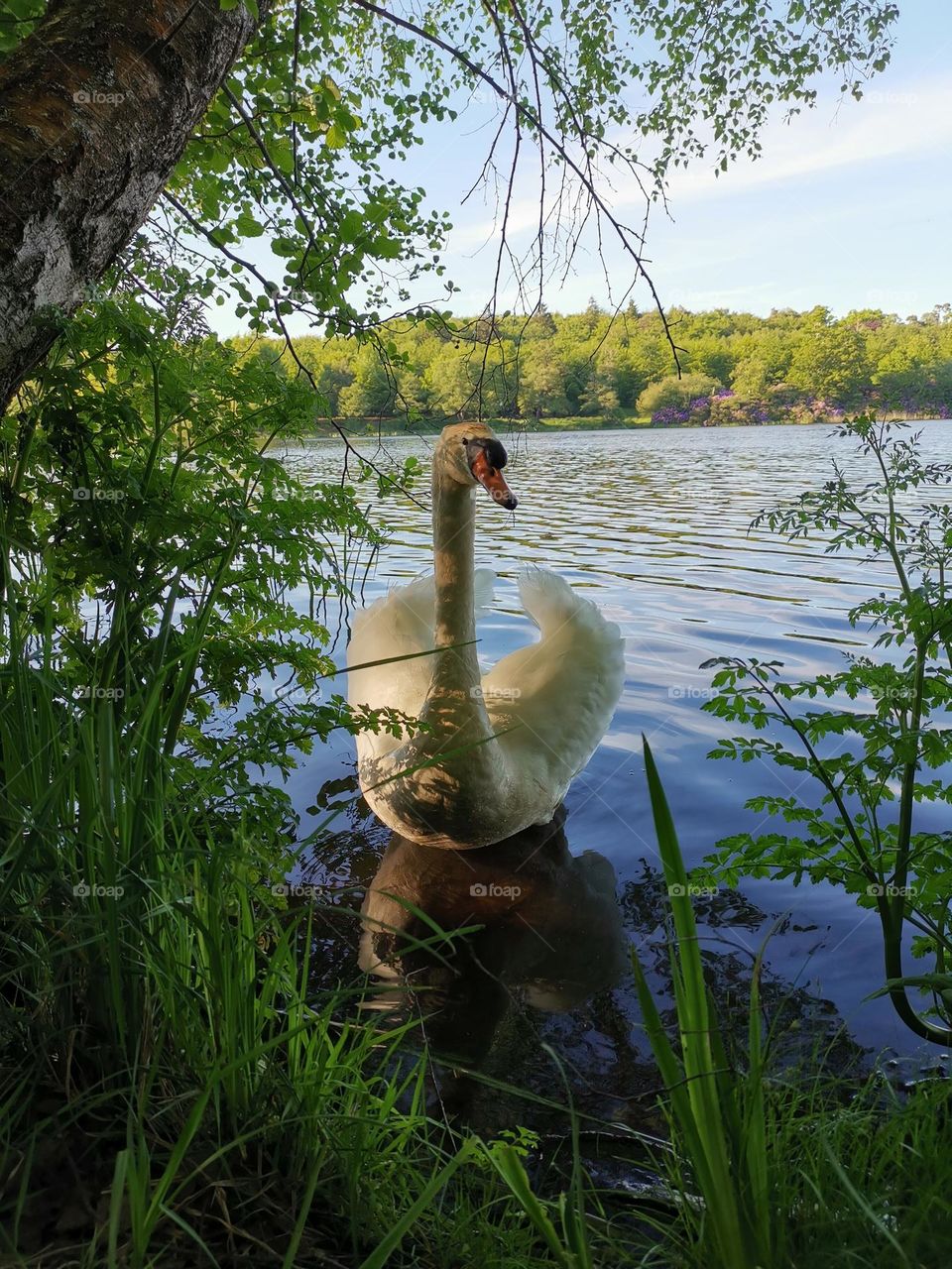 White swan on the lake. Beautiful nature. Landscape.