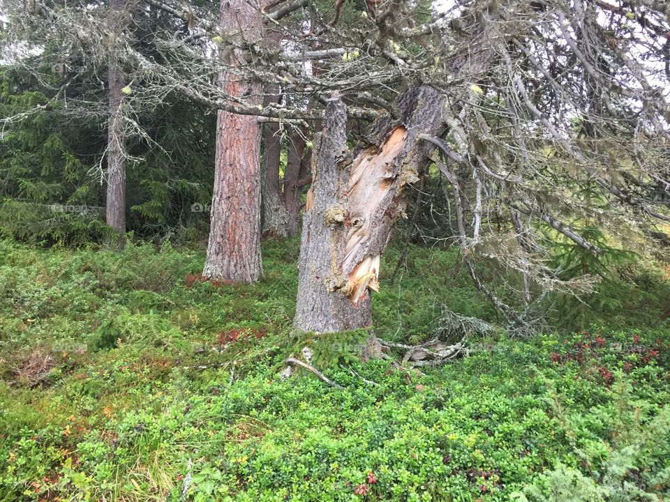 Tree. Broken tree 