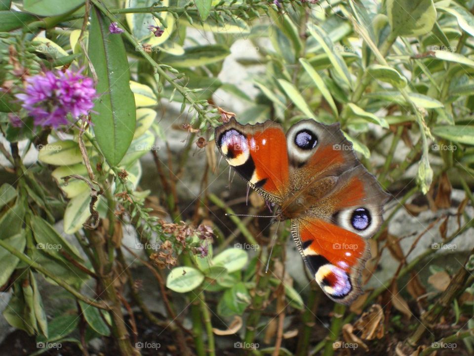 Beautiful Butterfly