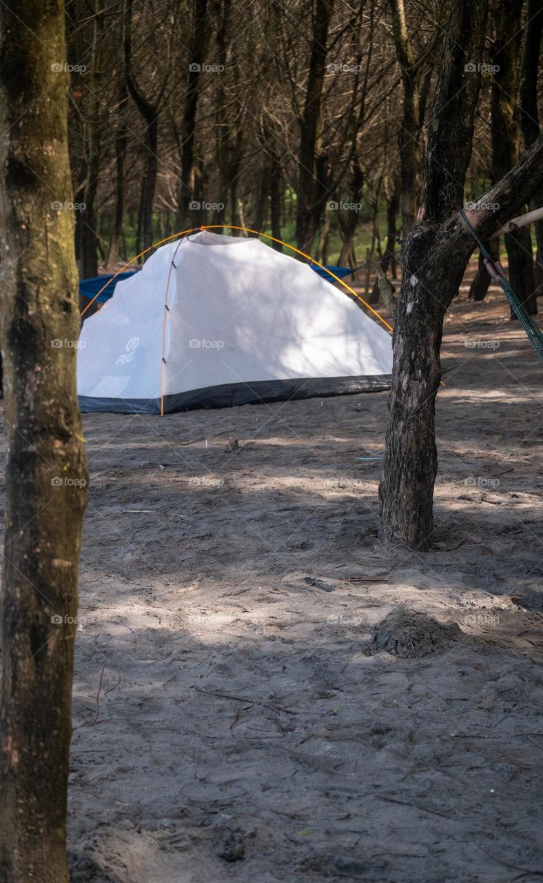 camping in a pine forest