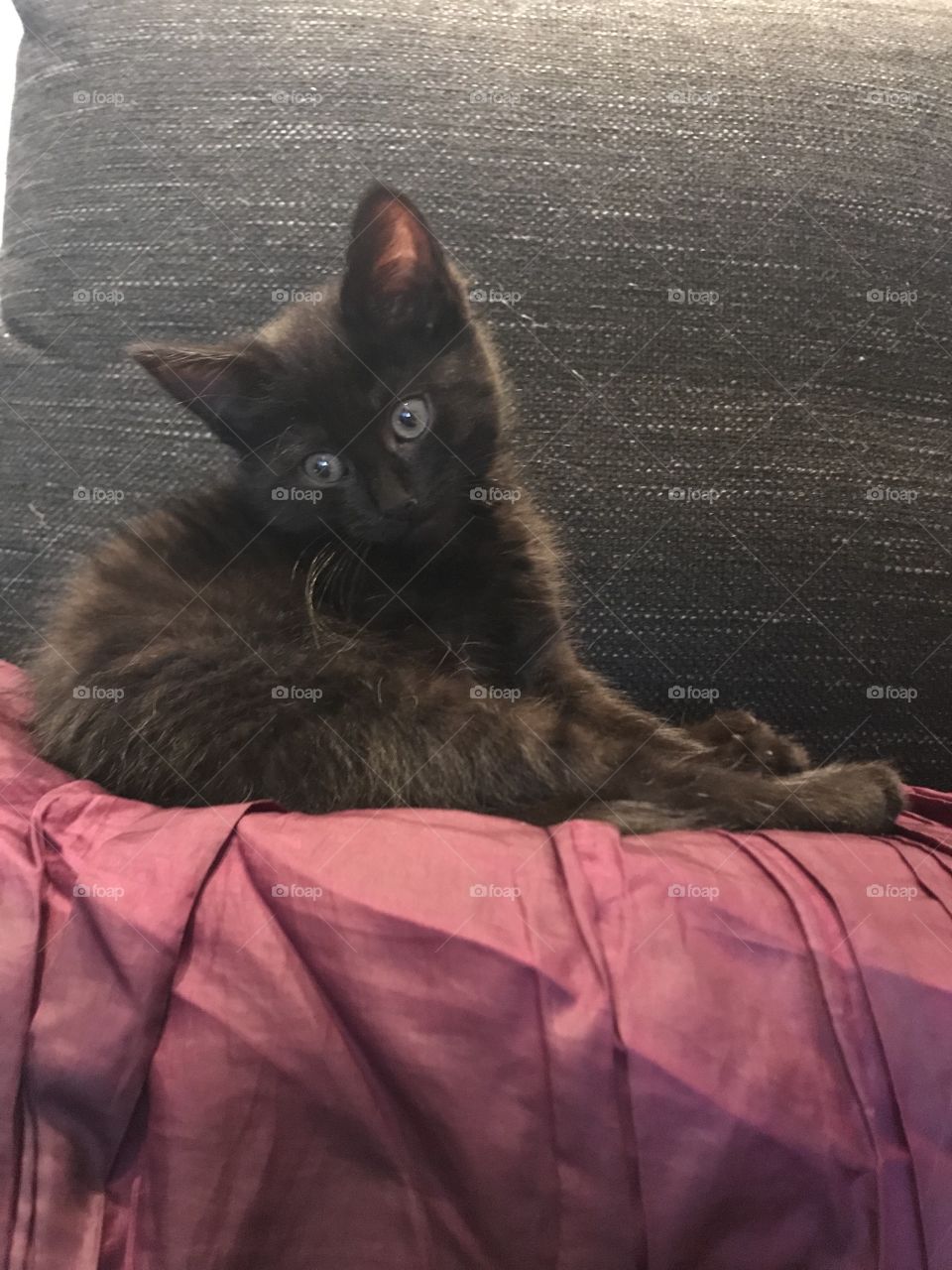 My tiny black kitten Luna.