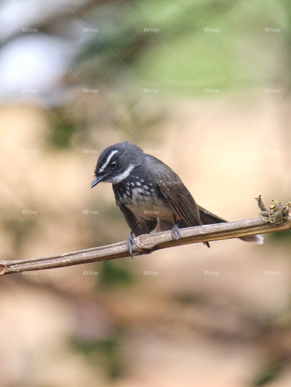 White Throated Fantail Flycatcher sitting on steam