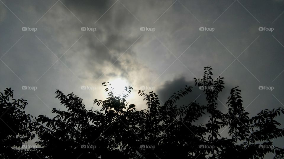 Tree, Landscape, Sky, Silhouette, Nature