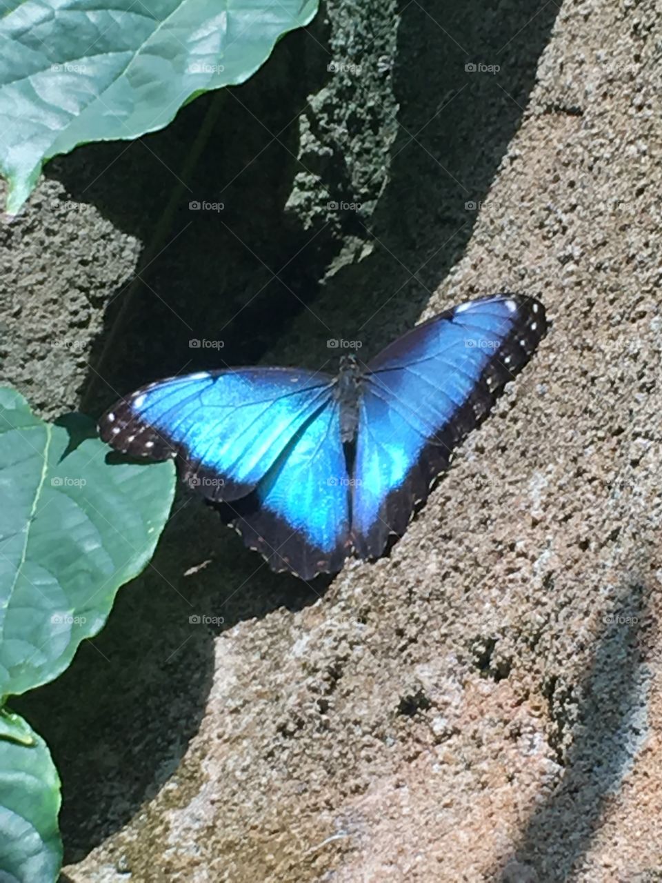 Blue butterfly on a rock