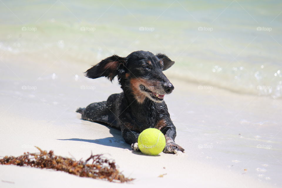 Fetch at the beach 