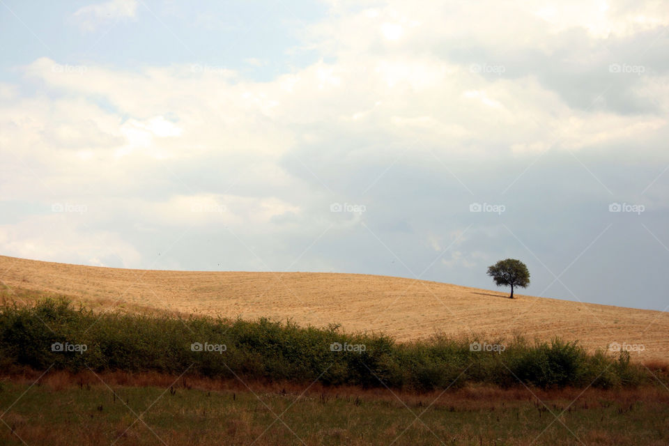 landscape italy alone tree by herstedt