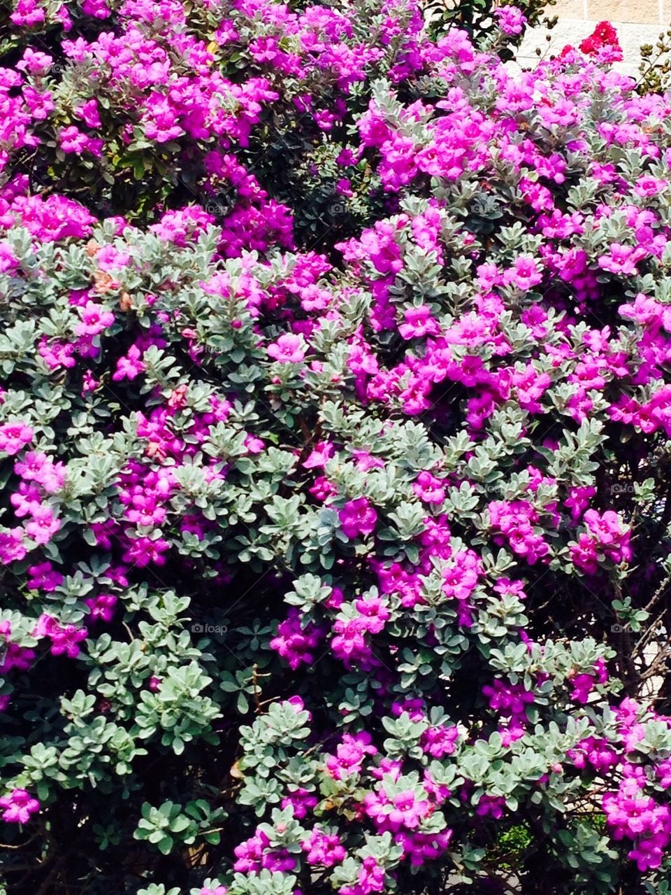 Texas Purple Sage