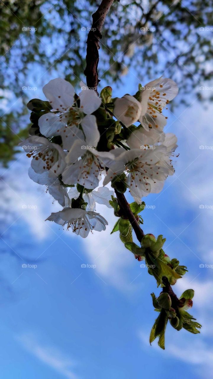 Cherry tree flowers
