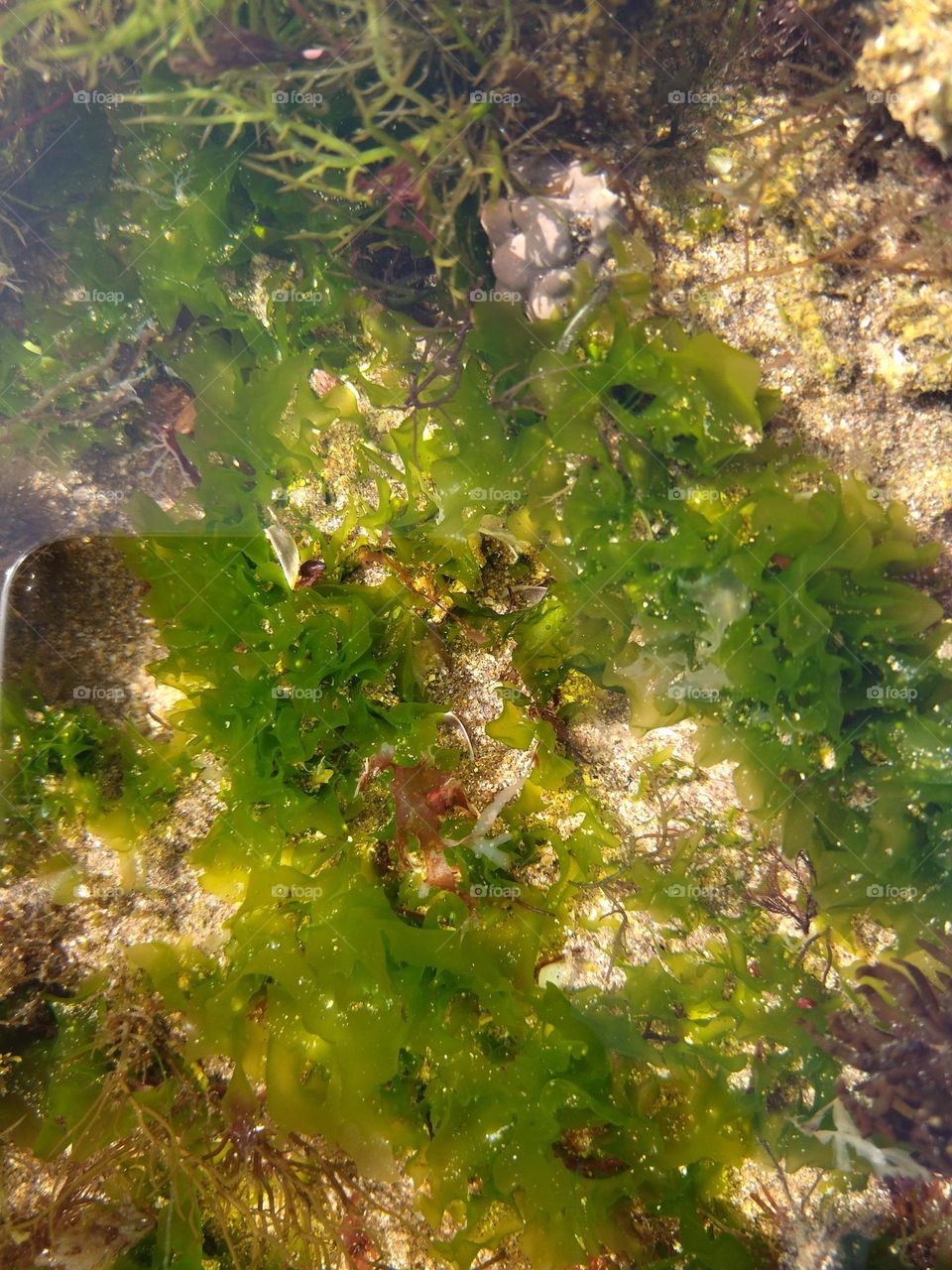 Algae in the water