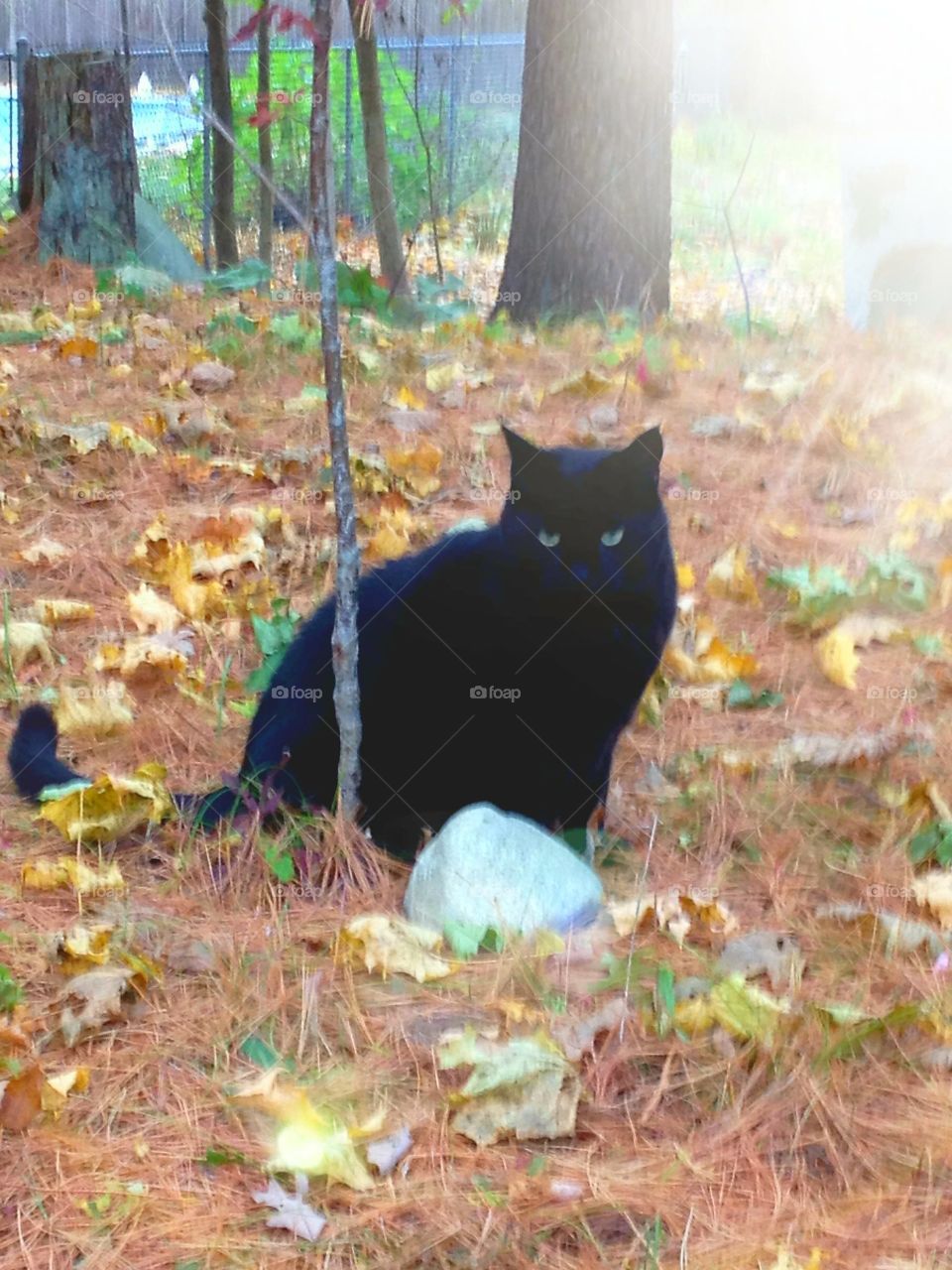 Cat outside in our Autumn pine needles.