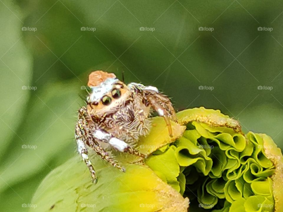 closeup shot of eye-catchy colorful spider on a marigold bud