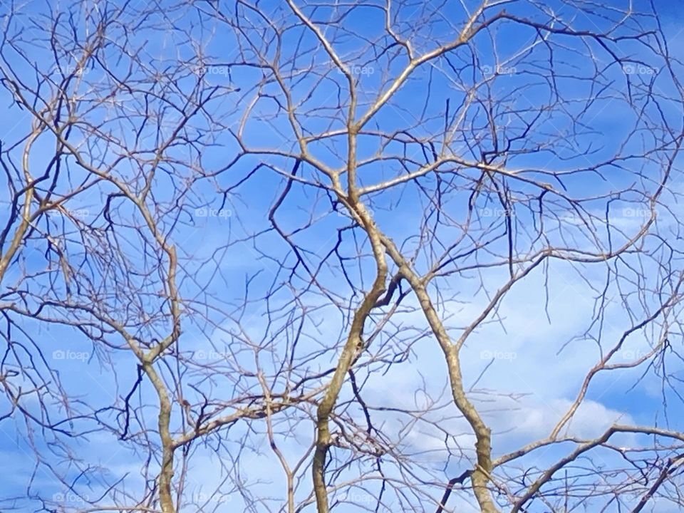 Paisagem com árvores com galhos secos sob um céu extremamente azul com algumas nuvens brancas.