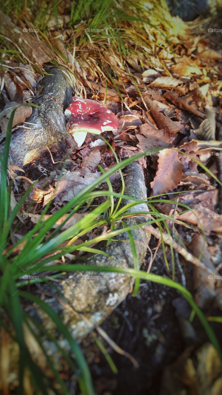 Mushroom on hillside. a