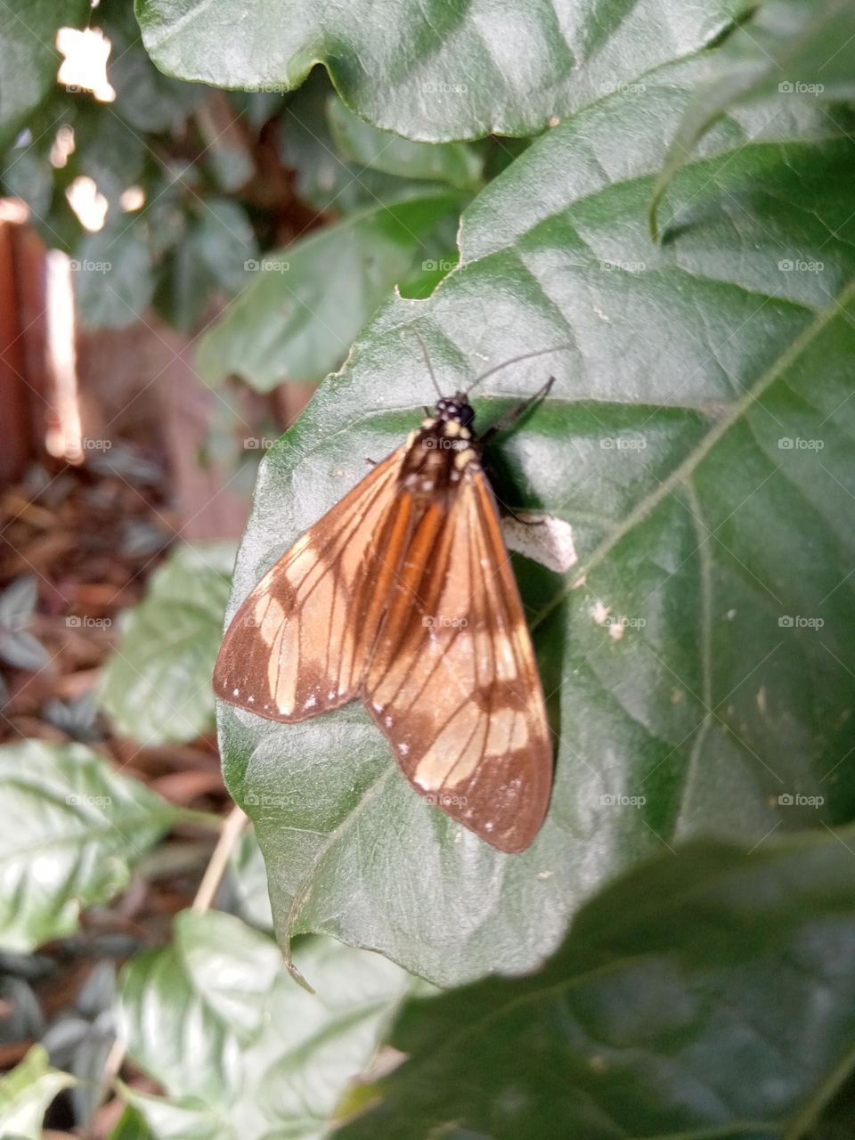 Mariposa tropical!!!