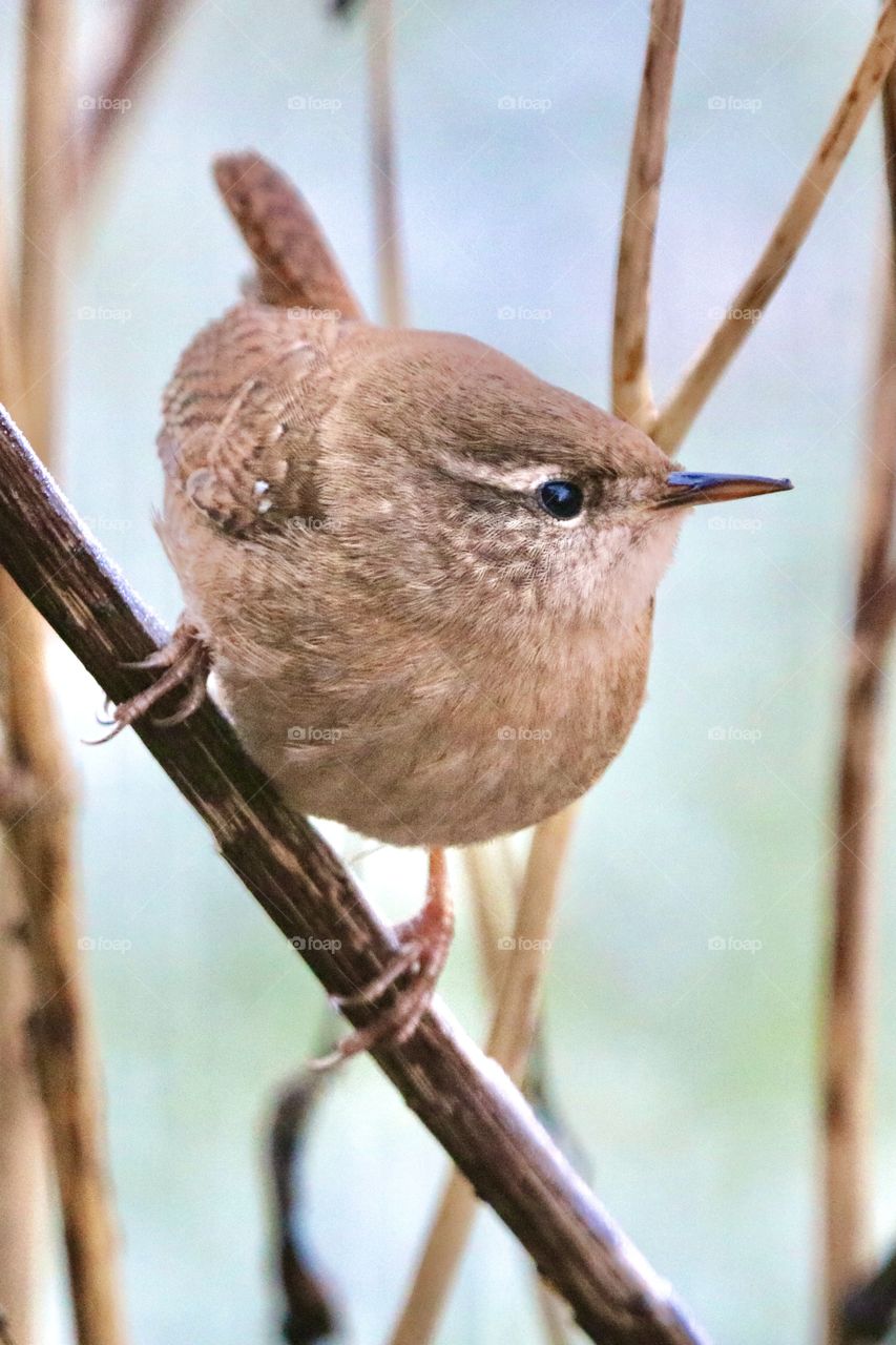Wren