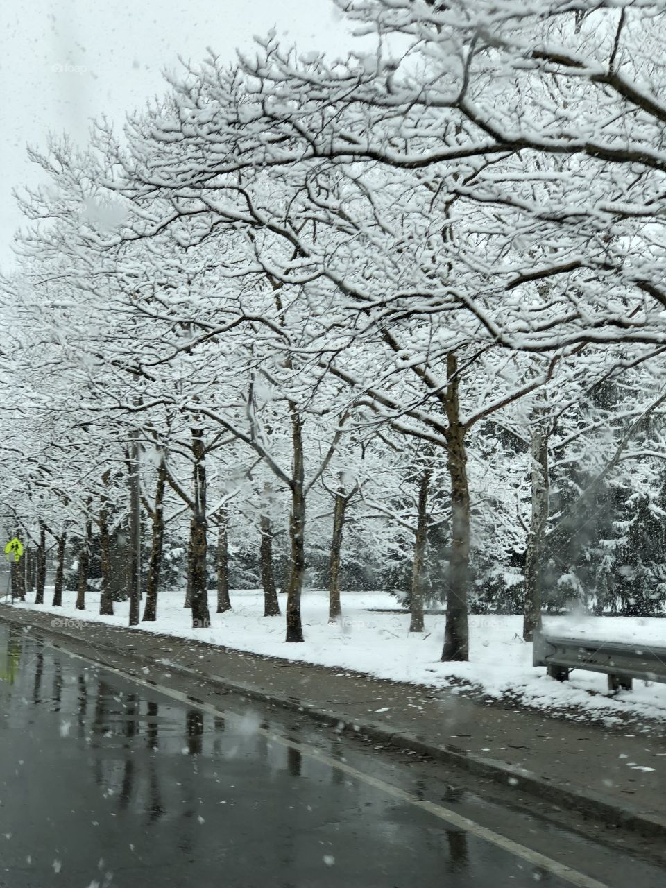 Snowcovered trees/branches line the street of Roger Williams Park, during surprise Spring snowstorm in Rhode Island (April 2018.) Weather Forecast had incorrectly predicted light flurries + rain, but what ensued left a fresh WinterWonderland.