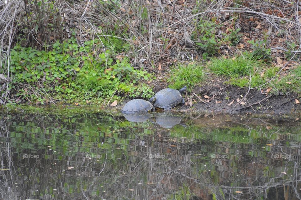 Turtles, turtles and more turtles sunning themselves