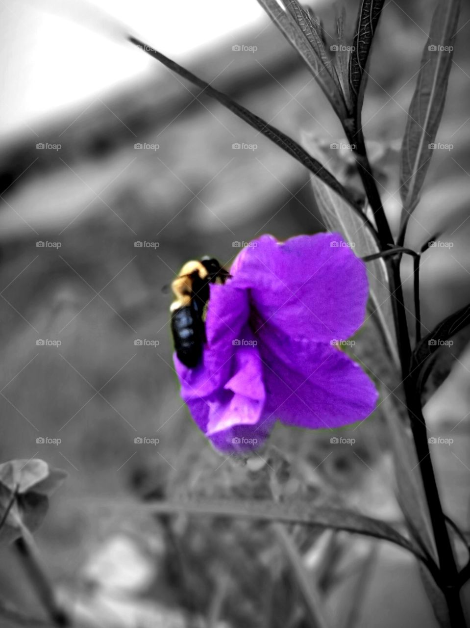 bumblebee looking for lunch on purple flower