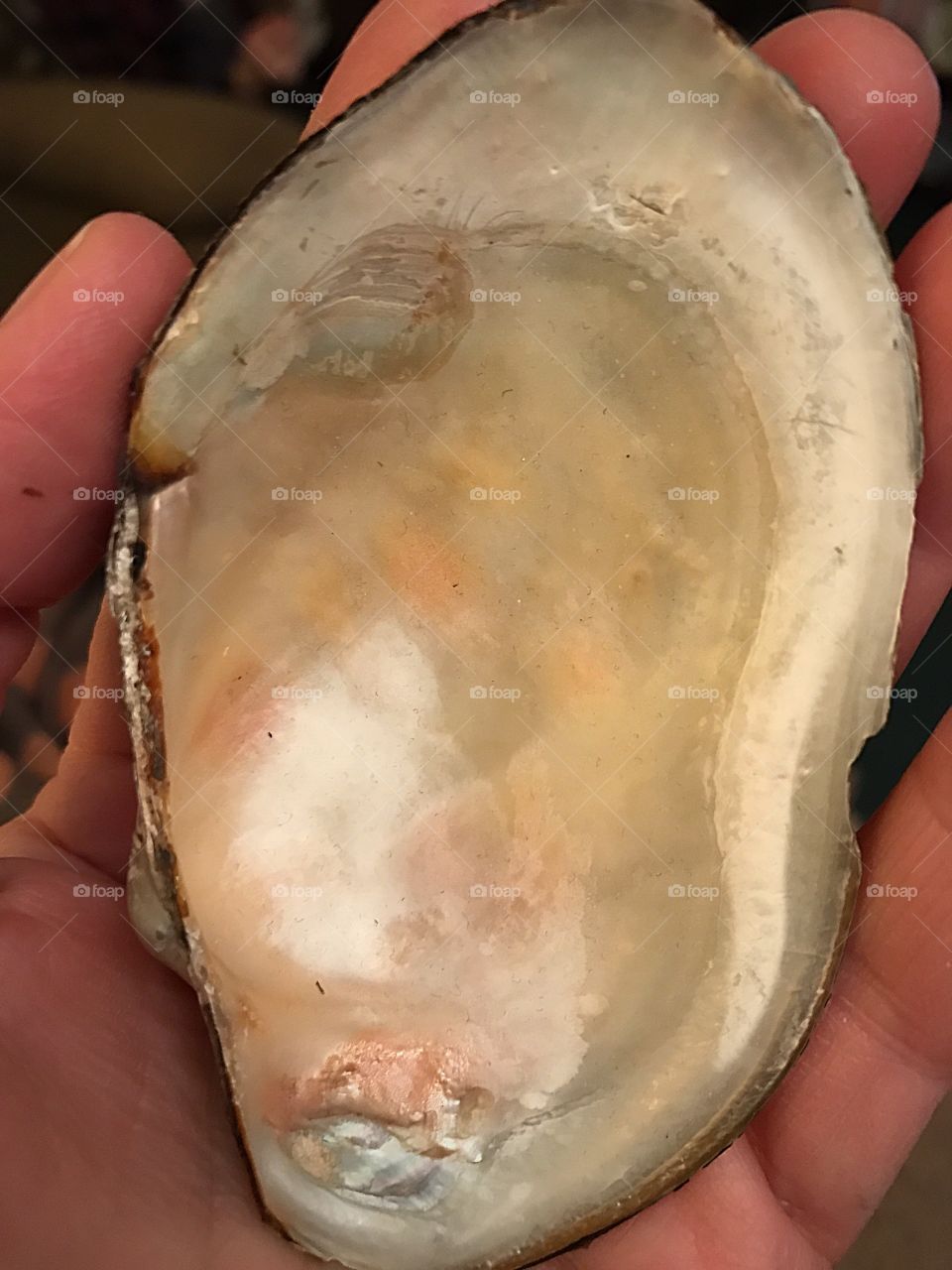 Oyster shell